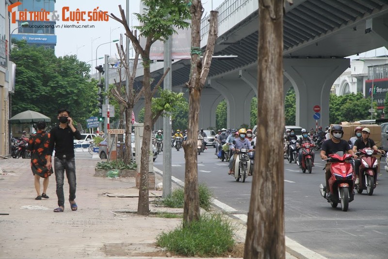 Hang loat cay xanh chet kho tren duong Truong Chinh