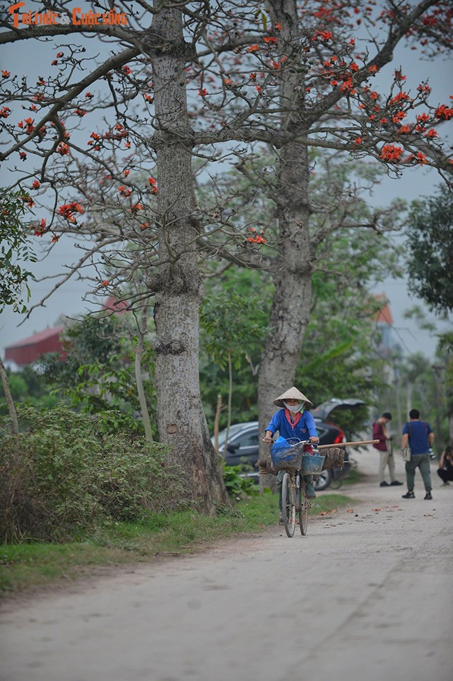 Hoa gao thang 3 do ruc ca goc troi Ha Noi-Hinh-2