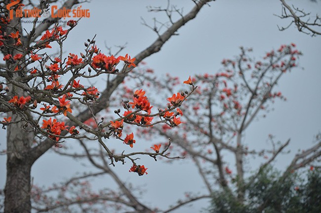 Hoa gao thang 3 do ruc ca goc troi Ha Noi-Hinh-9