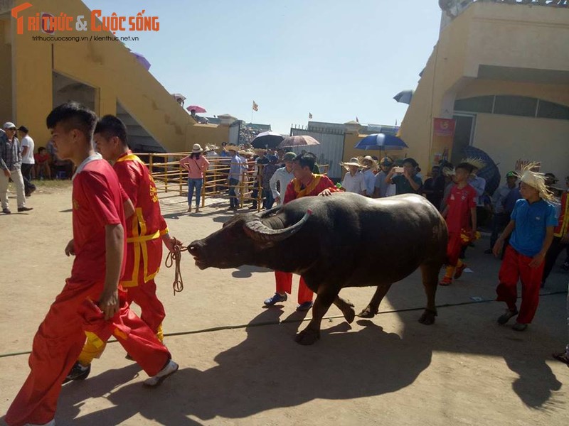 Thot tim nhung khap dau nay lua Le hoi choi Trau Do Son 2017-Hinh-12