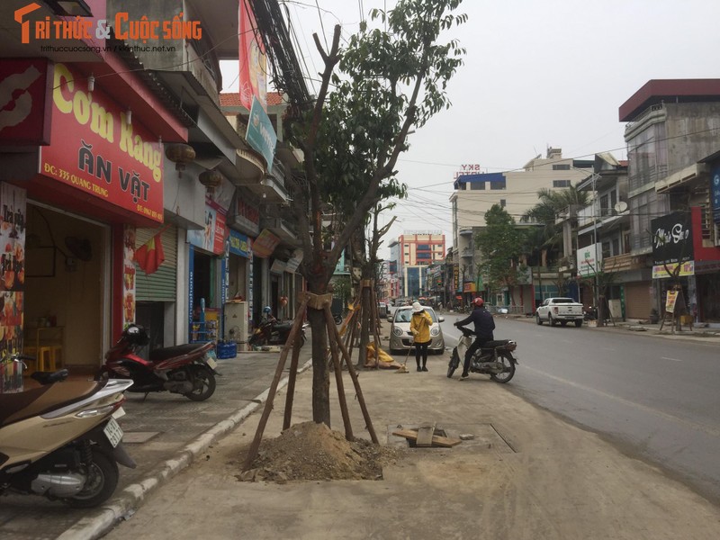 Ky la hang cay xanh trong “duoi long duong” o Uong Bi-Hinh-11