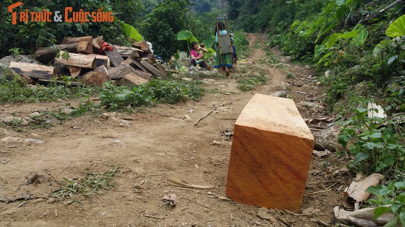 Lam tac pha rung Chieng Khua: Kiem Lam Son La noi chi la cay kho, chet-Hinh-5