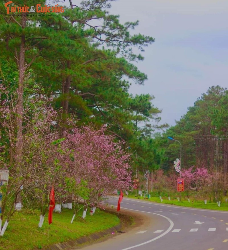 Kon Tum: Mang Den “ket cung” ngay mung 4 Tet du thoi tiet mua lanh-Hinh-3