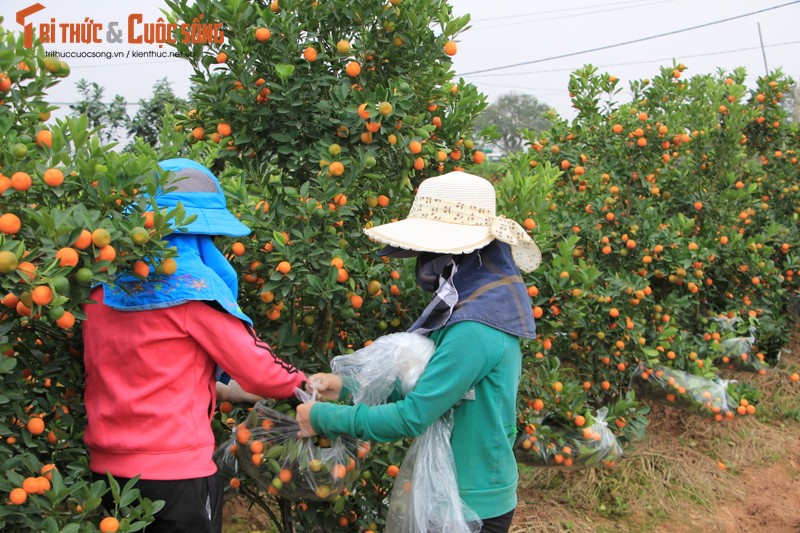 Vua quat lon nhat mien Bac khon kho vi bi thuong lai “bung” hang-Hinh-8