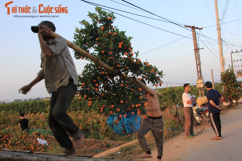 “Thu phu” quat Van Giang tat bat nho goc di tinh-Hinh-7