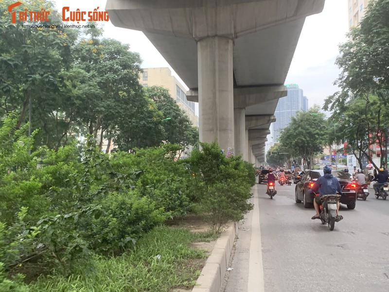 Ha Noi: Duong Xuan Thuy cay moc um tum, che tam nhin nguoi tham gia giao thong-Hinh-10