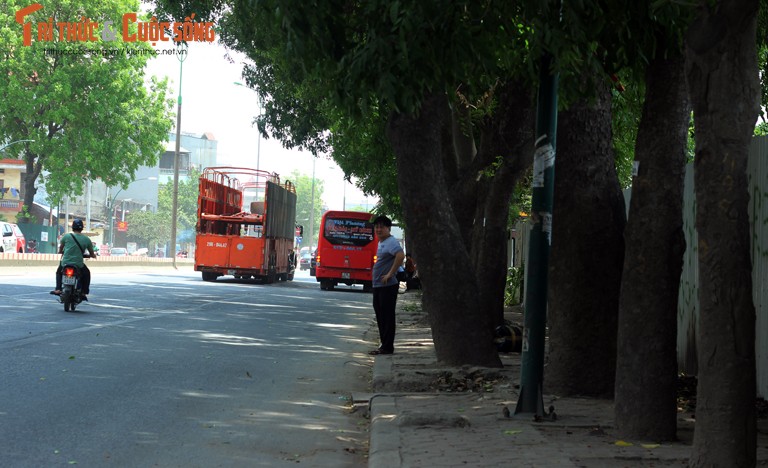 Ngam hang cay xanh muot tren duong Pham Van Dong truoc khi chat ha-Hinh-8