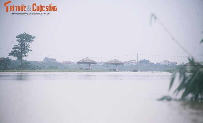 Nuoc song Hong len cao, hang nghin goc dao Nhat Tan bi nhan chim-Hinh-11