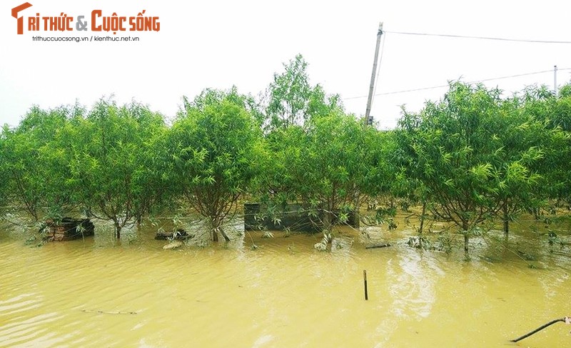 Nuoc song Hong len cao, hang nghin goc dao Nhat Tan bi nhan chim-Hinh-4