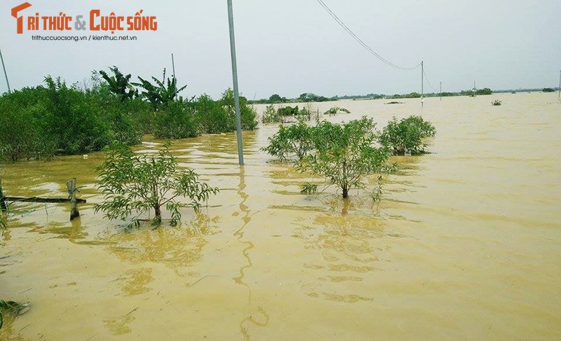 Nuoc song Hong len cao, hang nghin goc dao Nhat Tan bi nhan chim-Hinh-5