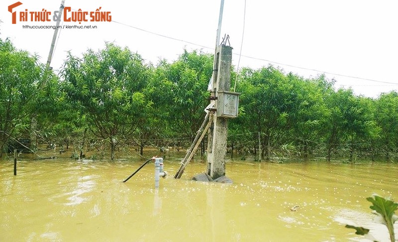 Nuoc song Hong len cao, hang nghin goc dao Nhat Tan bi nhan chim-Hinh-9