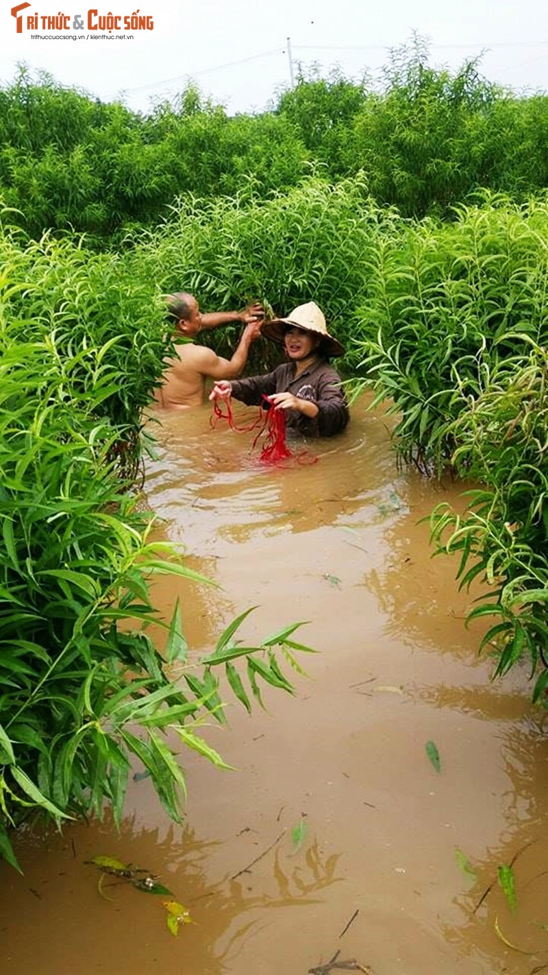 Nuoc song Hong len cao, hang nghin goc dao Nhat Tan bi nhan chim-Hinh-8