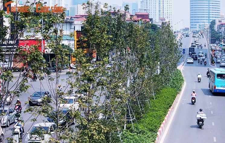 Hang cay phong la do van xanh giua mua thu Ha Noi-Hinh-8