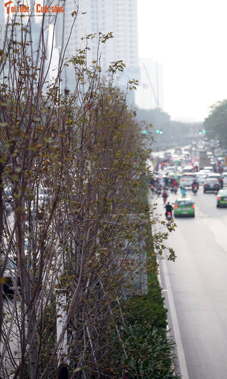 Hang cay phong chua kip chuyen mau do da heo ua o Ha Noi