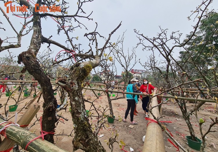 Sau Tet, hoa le vung cao xuong pho Ha Noi... het gia 7 trieu/canh-Hinh-2