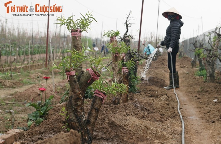 Dao Nhat Tan nhon nhip “ve vuon” sau nhung ngay choi Tet-Hinh-11