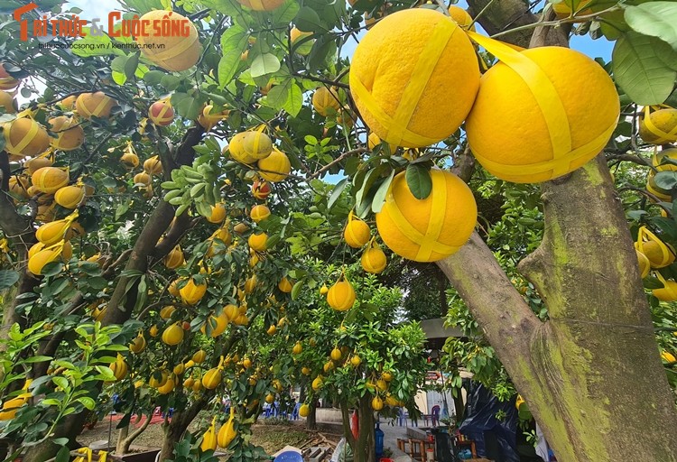 Buoi Dien co thu “xuong gia” cho dai gia ruoc ve choi Tet-Hinh-10