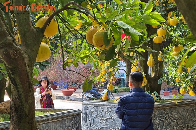 Buoi Dien co thu “xuong gia” cho dai gia ruoc ve choi Tet-Hinh-6