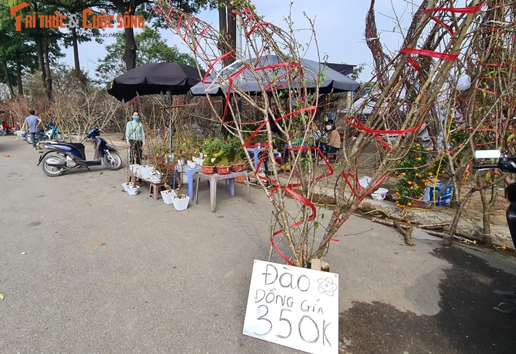 Ha Noi: Dao rung e am, dai ha gia cho khach Thu do rinh ve choi Tet-Hinh-12