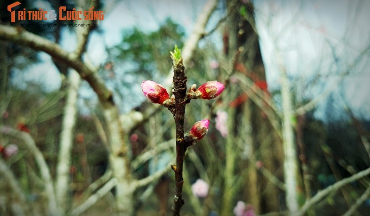 Ha Noi: Dao rung e am, dai ha gia cho khach Thu do rinh ve choi Tet-Hinh-7