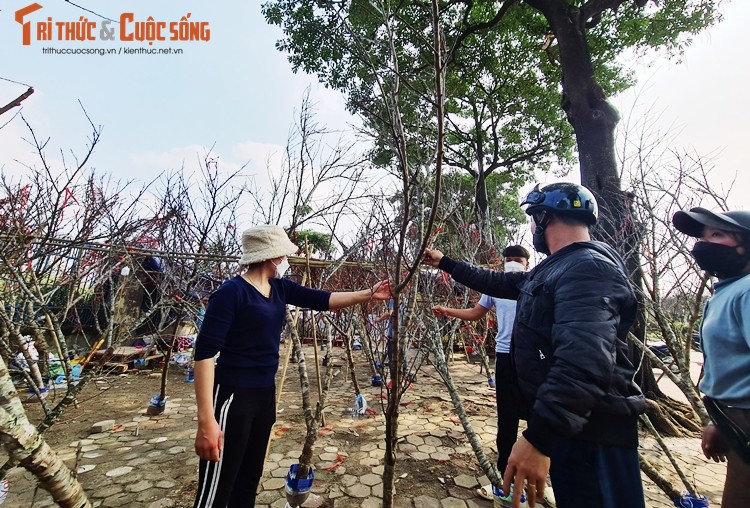 Ha Noi: Dao rung e am, dai ha gia cho khach Thu do rinh ve choi Tet-Hinh-9