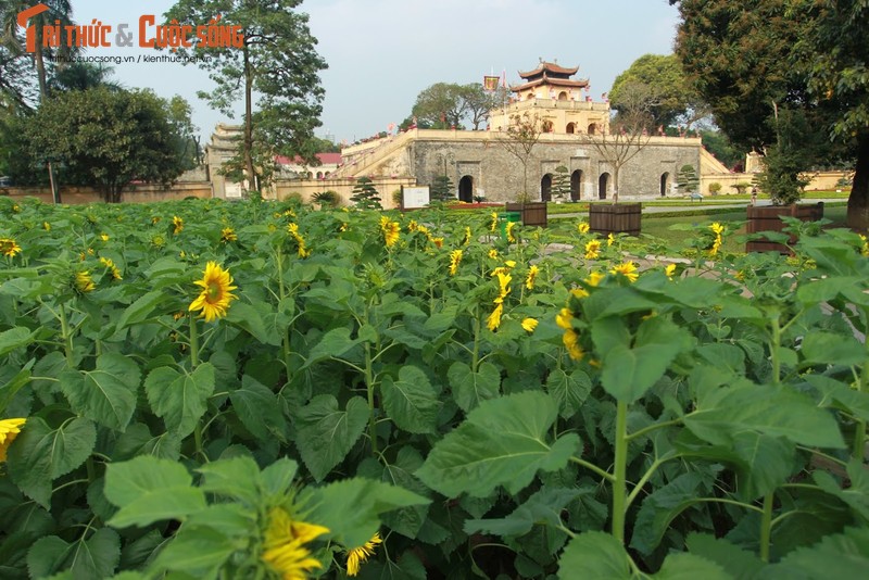 Gioi tre thich thu “check in” tai vuon hoa huong duong “gay sot” o Ha Noi-Hinh-7