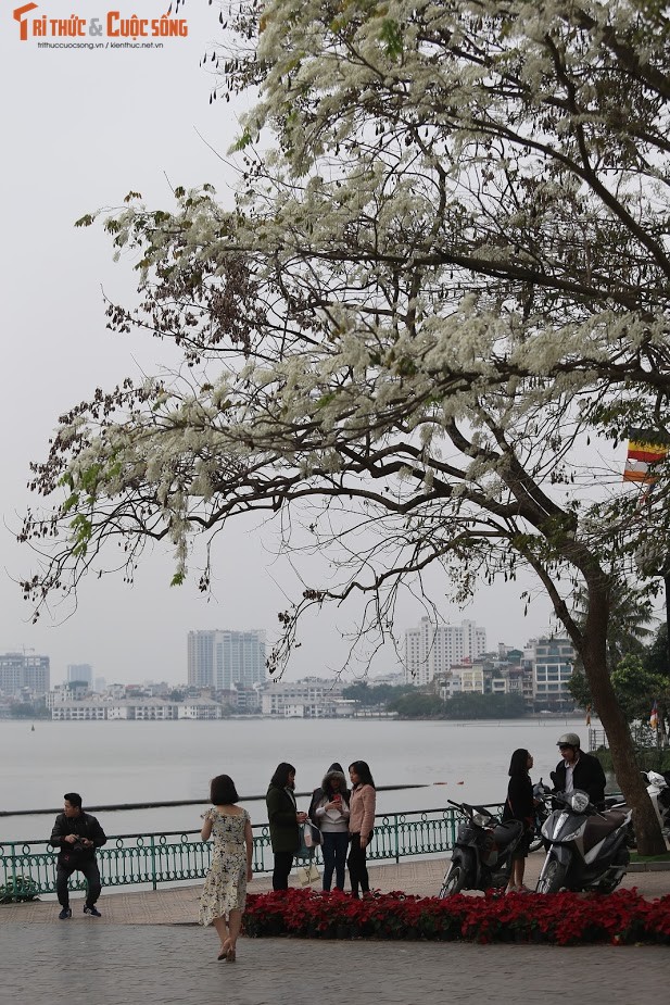 Ha Noi ngo tuyet roi voi mua hoa sua no trang troi-Hinh-6