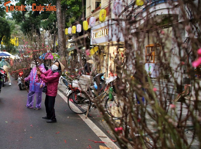 Tham cho Tet co nhat Ha Noi, cay e chu vuon “dap chan” ngu