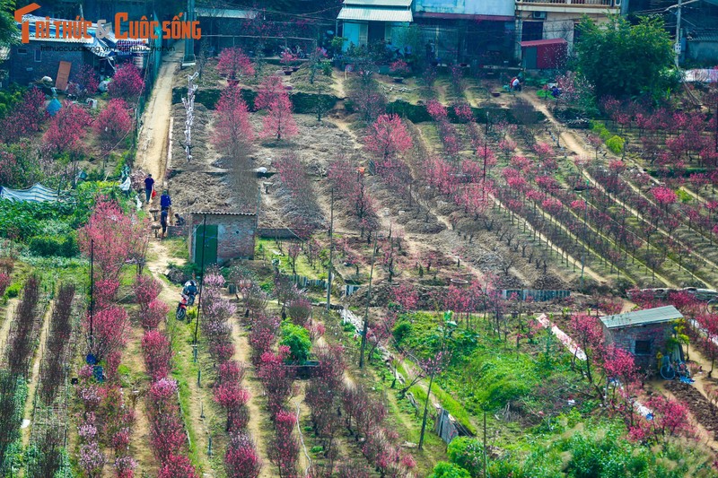 Lang dao Nhat Tan – Phu Thuong tu goc cao, moi la ra sao?-Hinh-5