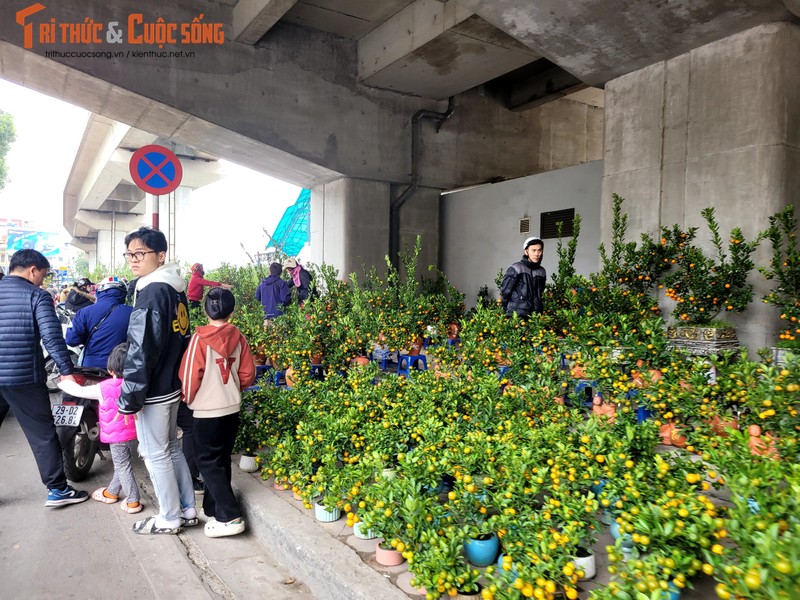 Ha Noi: Tieu thuong cho hoa Tet lo lang, khach hang xem la chinh-Hinh-4