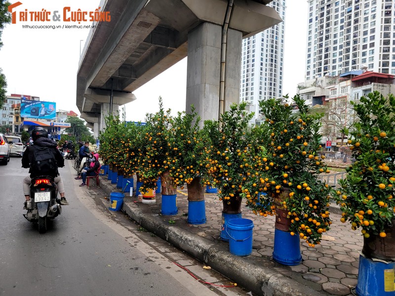 Ha Noi: Tieu thuong cho hoa Tet lo lang, khach hang xem la chinh-Hinh-5