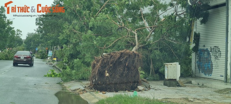 Da Nang cap tap don dep sau bao Noru-Hinh-16