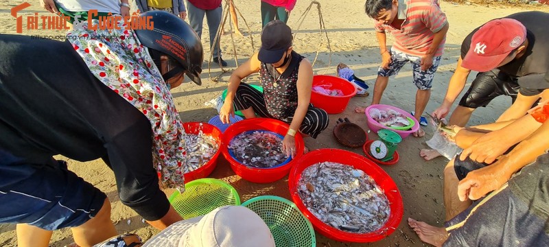 Can canh keo luoi tren bai bien Da Nang luc binh minh-Hinh-15