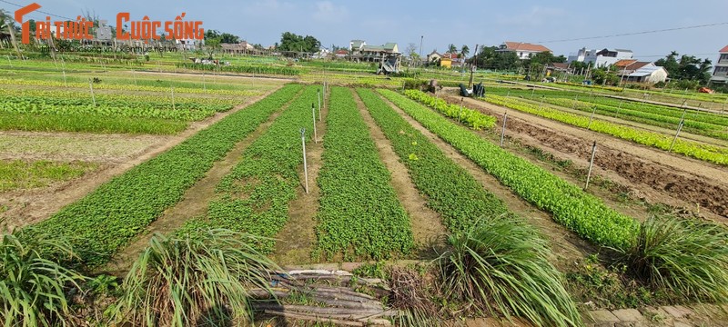 Lang rau Tra Que - diem den thu vi “an tuong nhat Viet Nam“-Hinh-17