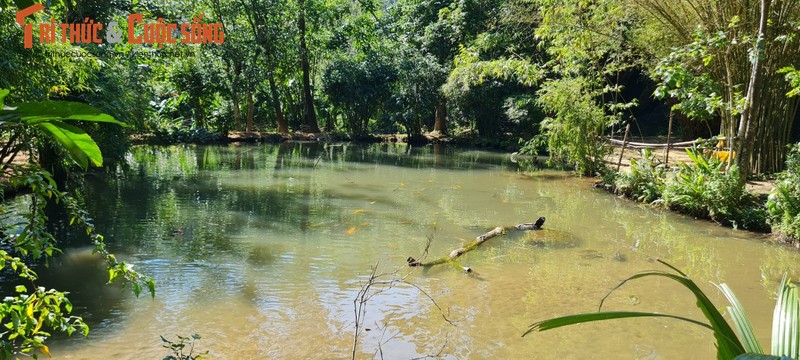 Lac vao “bao tang” tre truc lon nhat mien Trung-Hinh-17