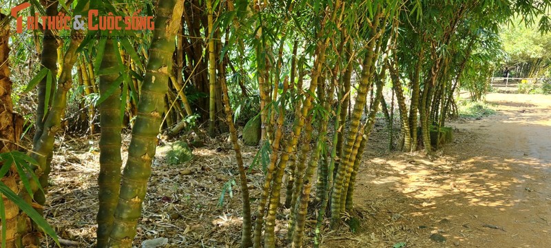 Lac vao “bao tang” tre truc lon nhat mien Trung-Hinh-2