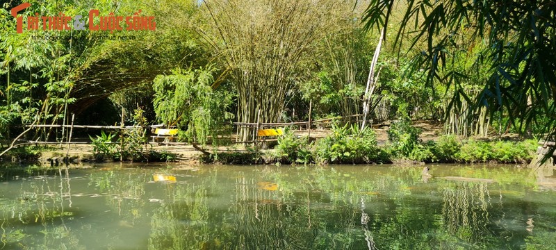 Lac vao “bao tang” tre truc lon nhat mien Trung-Hinh-4