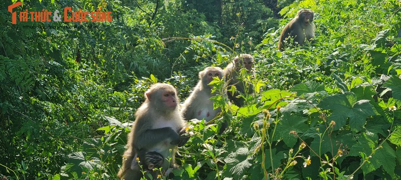 Bat ngo nui Khi giua long thanh pho