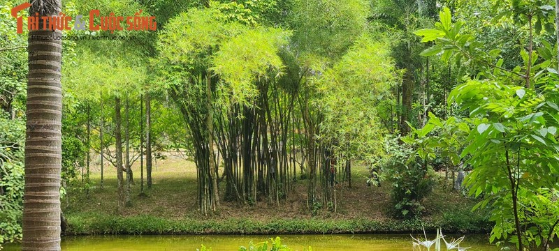 Lac buoc o ngoi co tu doc dao nhat co do-Hinh-12