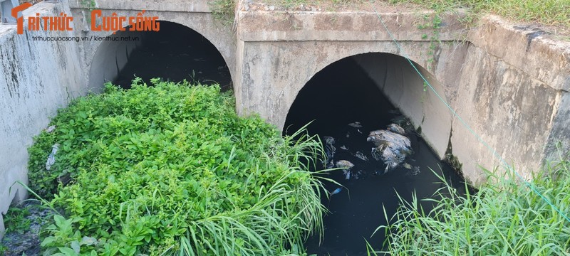 Da Nang: Cong thoat nuoc day co dai, dan lo nha ngap toi noc-Hinh-7