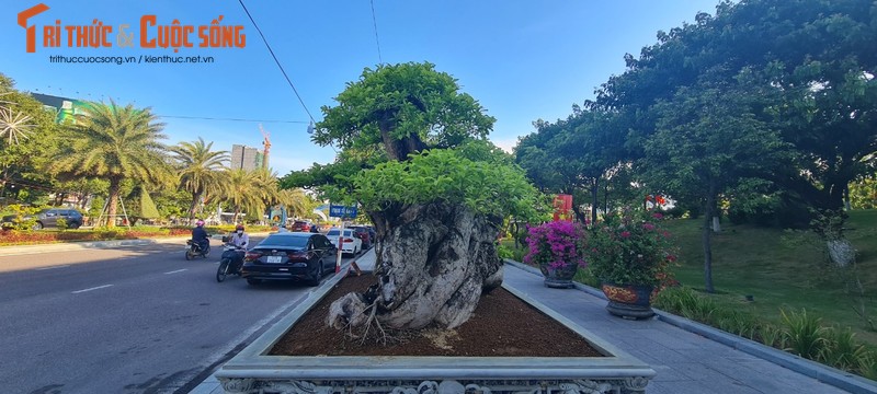 Me man cay quang bonsai dang “ngoa ho linh son” co 1-0-2-Hinh-6