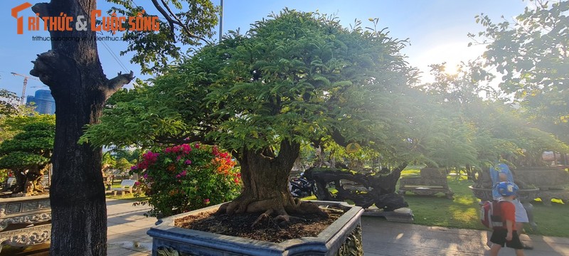 Ngo ngang me, thi len doi thanh bonsai “hang hiem“-Hinh-3