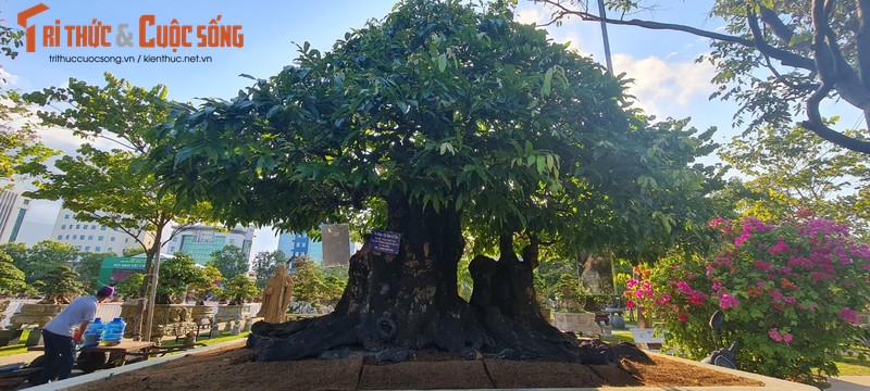 Ngo ngang me, thi len doi thanh bonsai “hang hiem“-Hinh-5