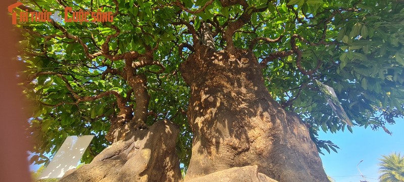 Ngo ngang me, thi len doi thanh bonsai “hang hiem“-Hinh-6