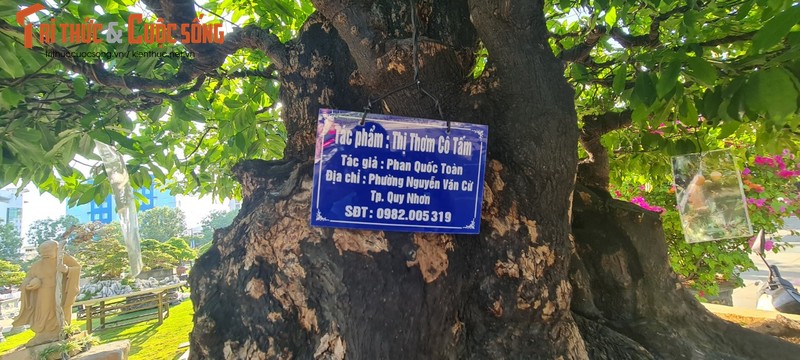 Ngo ngang me, thi len doi thanh bonsai “hang hiem“-Hinh-7