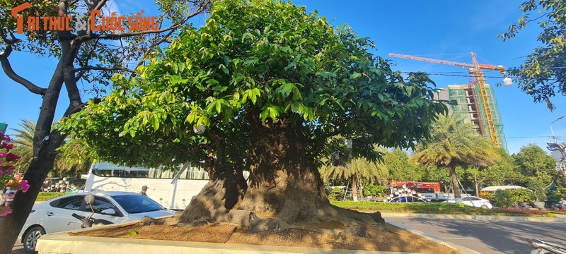 Ngo ngang me, thi len doi thanh bonsai “hang hiem“-Hinh-8