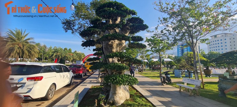 Loai cay trong lam hang rao len doi thanh “vua cac loai cay canh“-Hinh-10