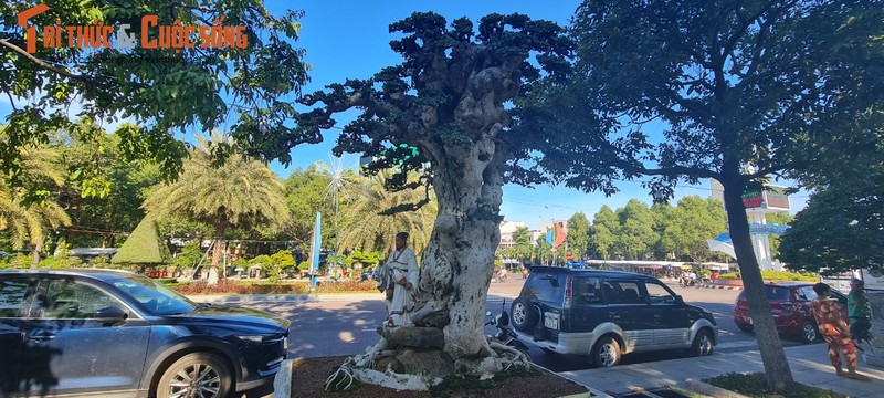 Loai cay trong lam hang rao len doi thanh “vua cac loai cay canh“-Hinh-11