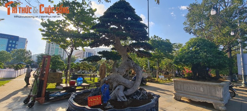 Loai cay trong lam hang rao len doi thanh “vua cac loai cay canh“-Hinh-12