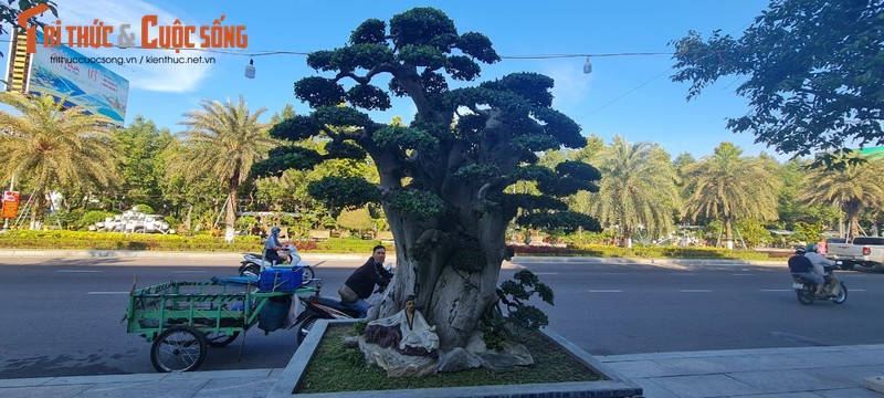 Loai cay trong lam hang rao len doi thanh “vua cac loai cay canh“-Hinh-4